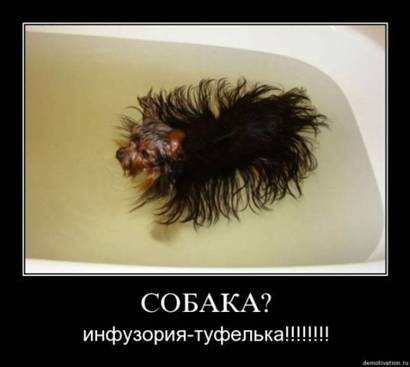 securedownload (13) (410x367, 15Kb)