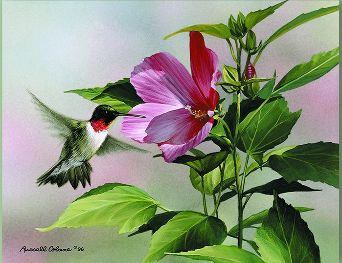 HIBISCUS HUMMINGBIRD 8X10 (700x538, 278Kb)