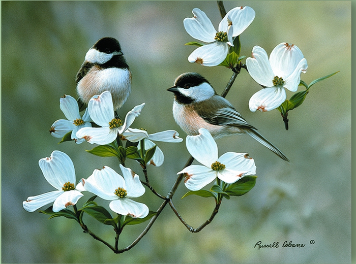 SPRINGTIME CHICKADEES 12X16 (700x520, 270Kb)