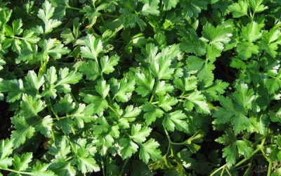 �������� 1 (400x250, 73Kb)