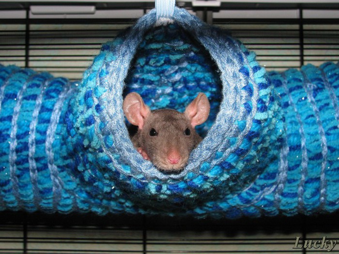 Домик для крысы из ткани своими руками | Пошаговое фото