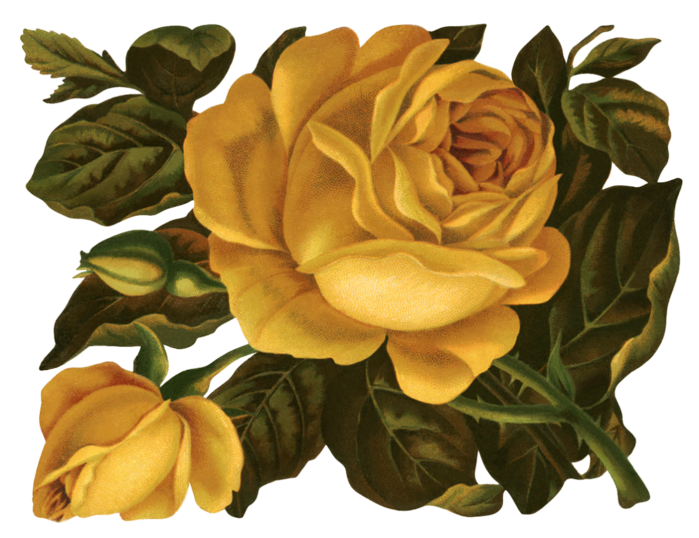 Valley_of_Roses_emb_015 (700x538, 570Kb)