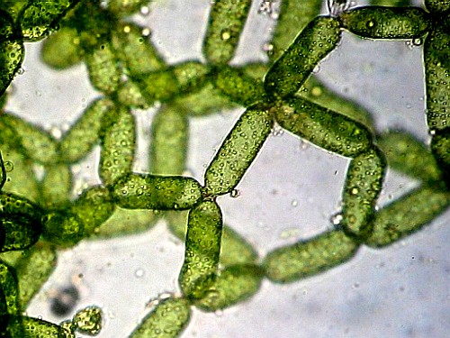 algae_and_seaweed_04 (500x375, 79Kb)