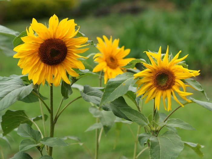 sunflower_35 (700x525, 117Kb)