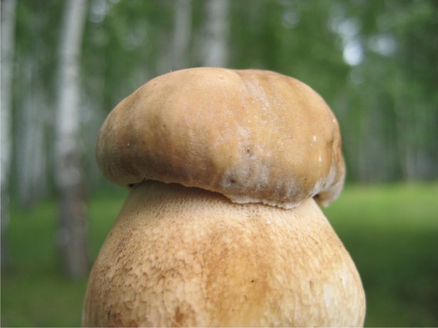 1334298375_grib-mushroom-_ (500x375, 35Kb)