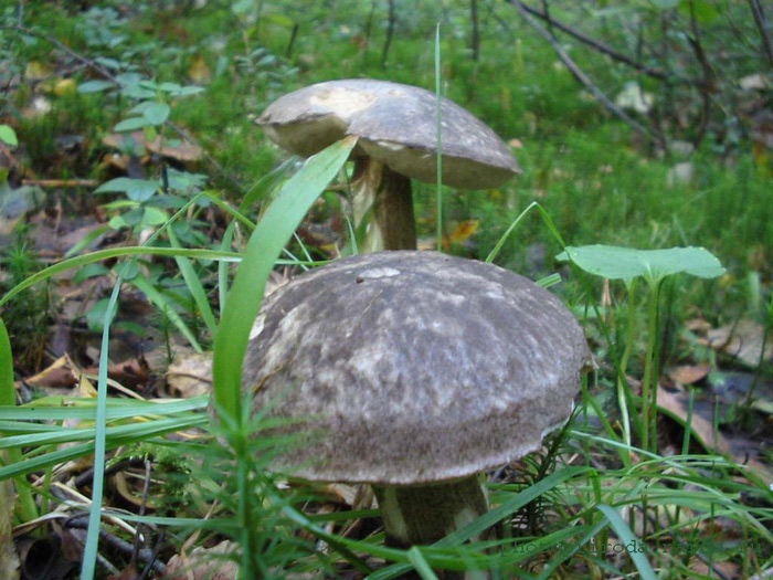 mushroom063 (500x375, 122Kb)