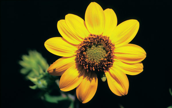 topinambur2 (600x379, 43Kb)