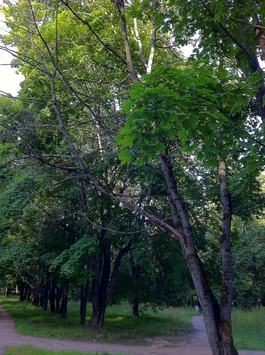 101APPLE_IMG_1908 (522x700, 384Kb)