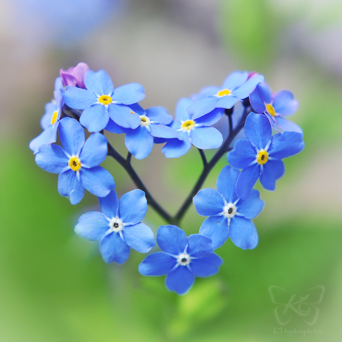 kalp-cicekler-heart-flowers (700x700, 379Kb)