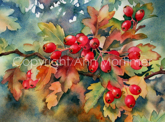 4430707_website_Hawthorn_berries (700x515, 184Kb)