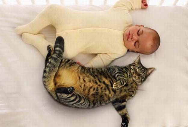 babies_and_cats_01511_001 (625x425, 32Kb)