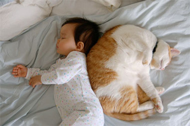 babies_and_cats_01511_008 (625x416, 47Kb)