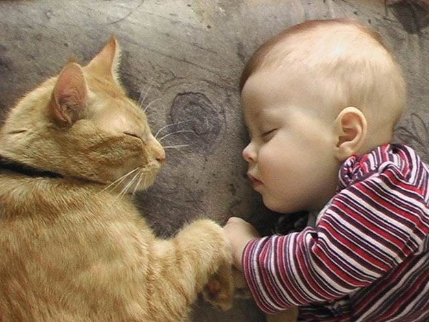 babies_and_cats_01511_011 (625x469, 78Kb)