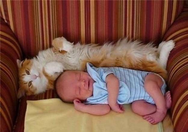 babies_and_cats_01511_016 (625x438, 41Kb)