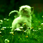 tumblr_lshknhuJp91qd785io1_500_large (150x150, 55Kb)