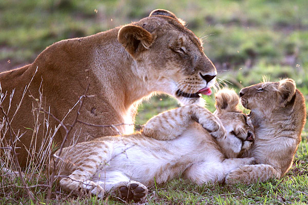 4621511_animals_in_love_lions (600x400, 91Kb)