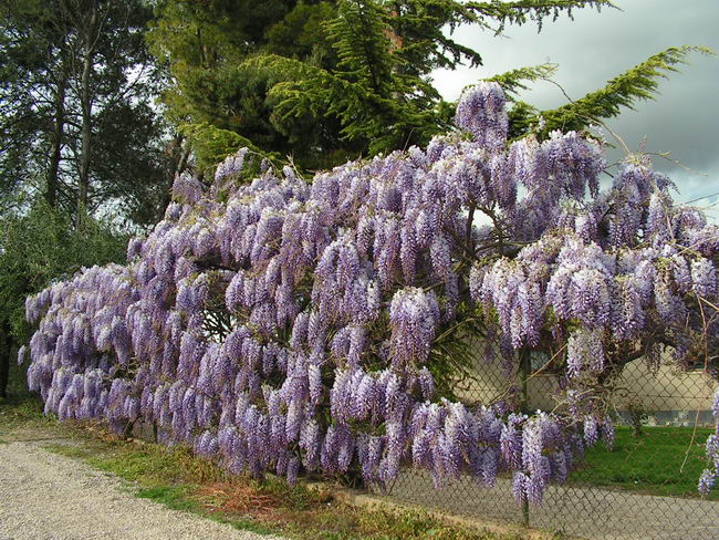 wisteria_sinensis_02 (650x488, 122Kb)