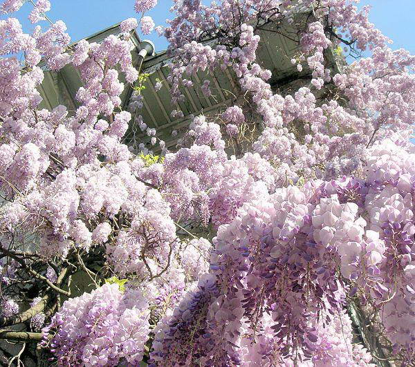 Wisteria_15 (600x531, 120Kb)