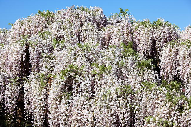 wisteria_floribunda_04 (650x433, 115Kb)