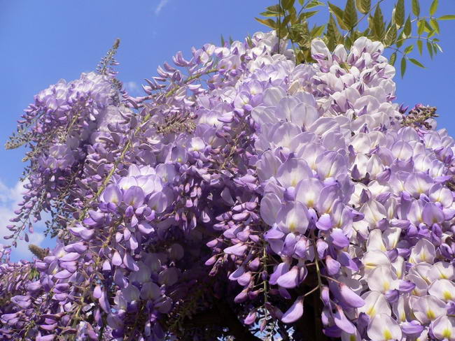 wisteria_frutescens_02 (650x488, 79Kb)