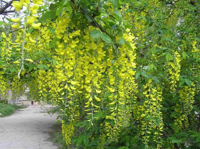 5-glitsiniya-wisteria-floribunda-sazhentsyi (700x524, 110Kb)