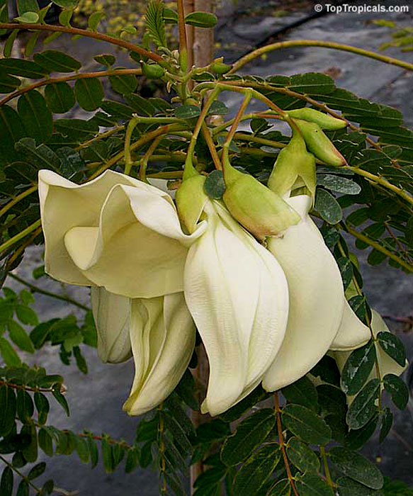 sesbania_grandiflora3 (583x700, 113Kb)