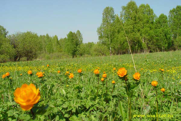 Сибирские огоньки цветы фото