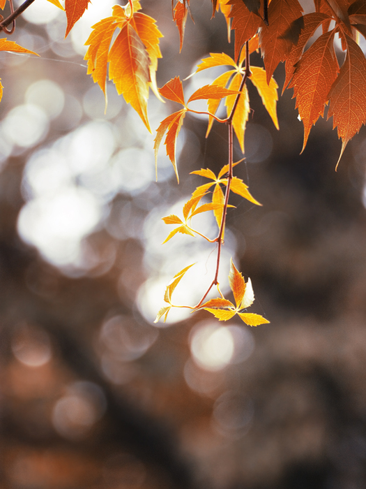autumn__by_katari01-d2ykrqx (525x700, 291Kb)