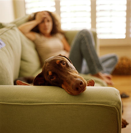4826692_lazy_dog (455x460, 28Kb)