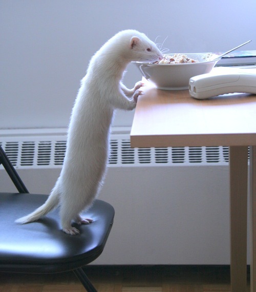 Hungry-ferret (500x570, 59Kb)