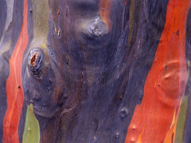 eucalyptus-tree-bark_1404_990x742 (640x480, 76Kb)