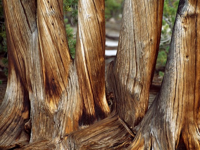 whitebark-pine-trunks_1545_990x742 (640x480, 129Kb)