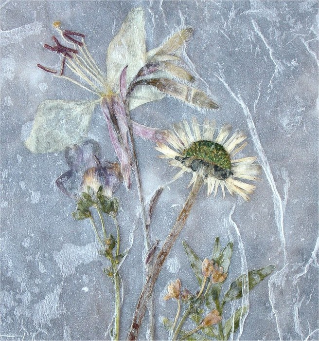 dried flowers close 2 (656x700, 196Kb)