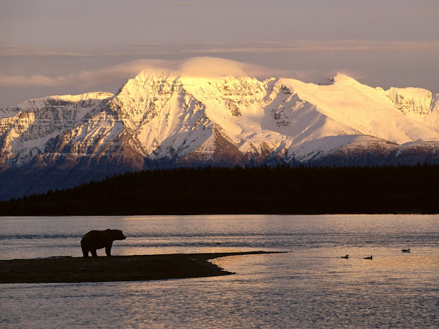 Alaskan Brown Bear Silhouetted Against Mount Katolinat, Alaska (616x462, 91Kb)