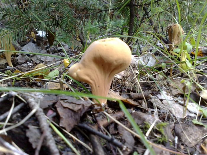 1047594_050920122521_ (700x525, 106Kb)