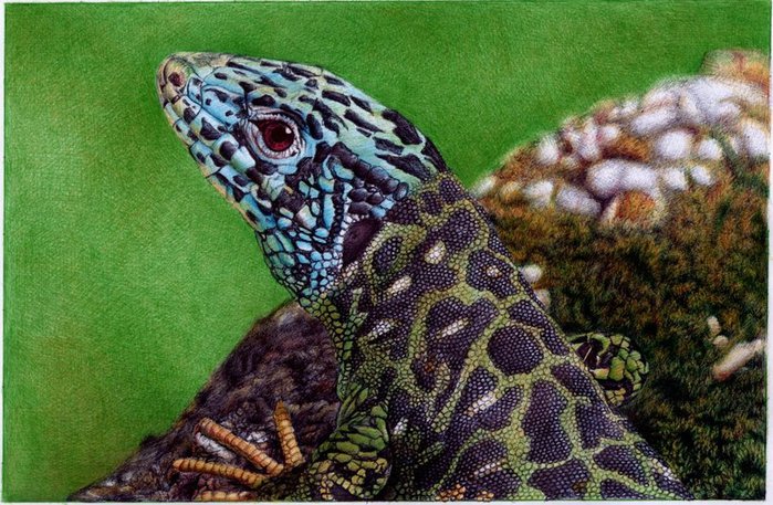 1346892365_water_lizard___bic_ballpoint_pen_by_vianaartsd4nk2nt (699x457, 113Kb)