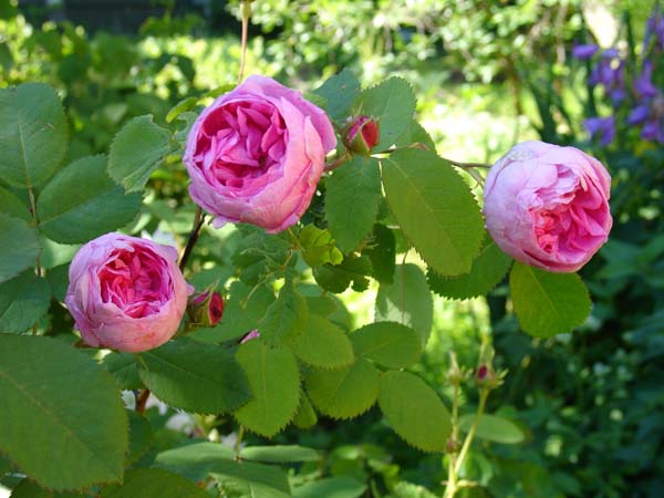 Rosa_Centifolia (600x450, 68Kb)
