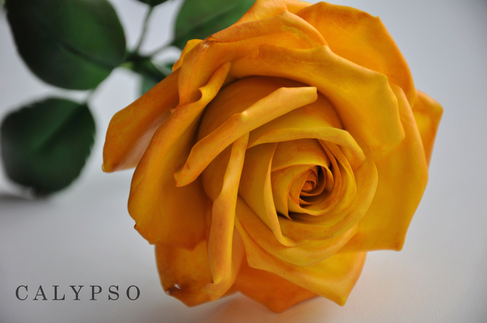 DSC_0056 (700x464, 330Kb)