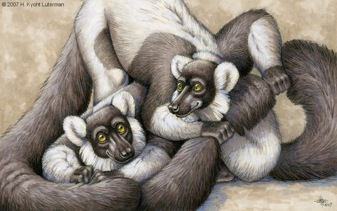 100_Primates___Ruffed_Lemurs_by_kyoht (686x431, 71Kb)