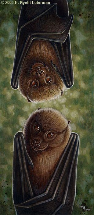 UpsidedownBats (308x700, 51Kb)