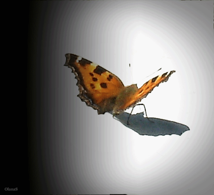 Тихо бабочки летают. Анимированные бабочки. Бабочки летают. Бабочки гиф. Бабочка летит анимация.