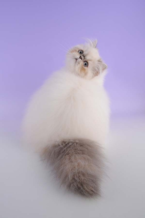 Top-10-Pedigreed-Cat-Breeds-5 (465x700, 75Kb)