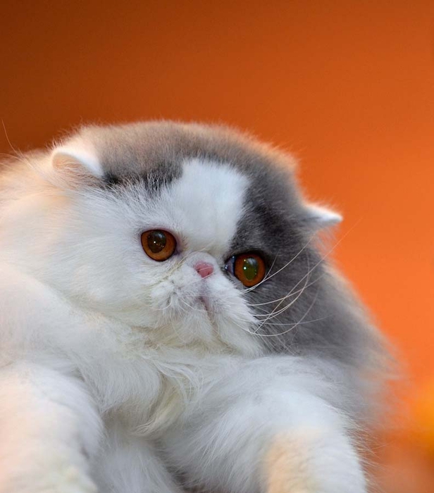 Top-10-Pedigreed-Cat-Breeds-9 (616x700, 193Kb)