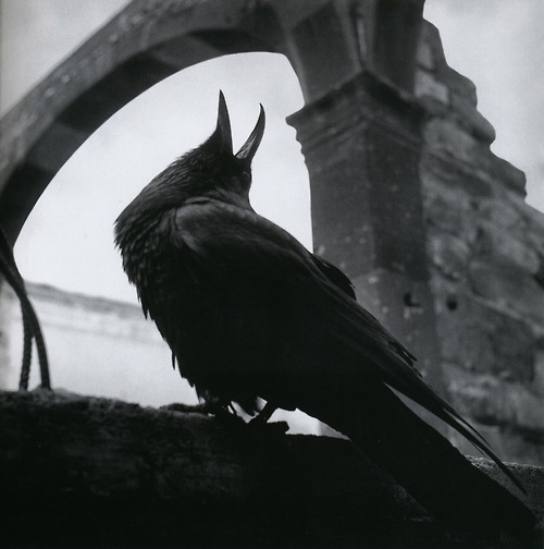 tumblr_lrejdtiNbp1qdy7vgo1_500 (500x504, 53Kb)