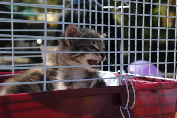 DSC_0822 (600x402, 139Kb)