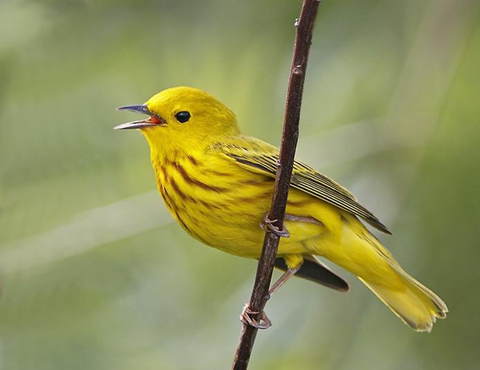 Желтые птицы названия. Лимонная Иволга. Желтые птички. Птица с желтым окрасом. Маленькая желтая птичка.