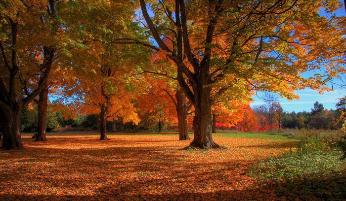1347482698_0_134d2_12e10414_XL (700x408, 150Kb)
