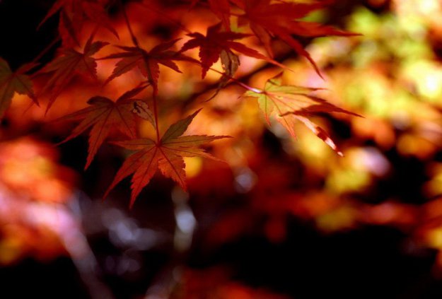 1347482748_168369_324160 (625x423, 37Kb)