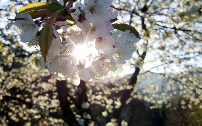 Nature_Seasons_Spring_Blossoming_cherry_015274_ (700x437, 101Kb)