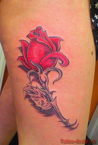 rose_018 (339x500, 48Kb)
